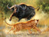 Lion & Bull Fight